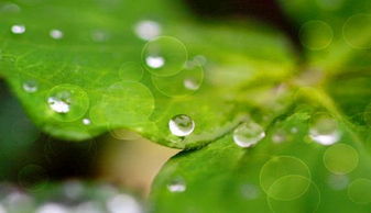 春雨的描写优美句子，春雨的描写100字