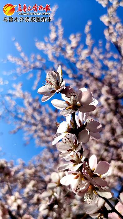 简单描写桃花的样子