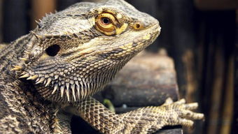 蜥蜴是什么读音