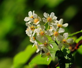 椴树花能做普通食品吗?