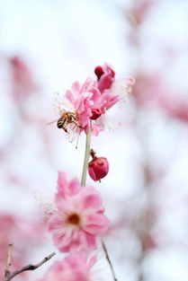采得百花成蜜后为谁辛苦为谁甜哲理，采得百花成蜜后为谁辛苦为谁甜品质