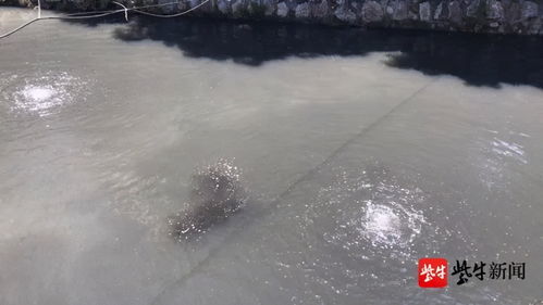 目不忍睹的意思和拼音，目不忍睹的意思解释是什么