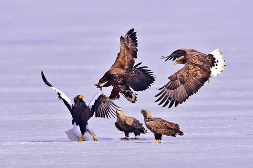 虎头虎脑是什么意思