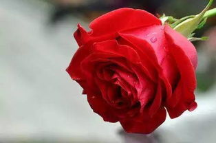 玫瑰描写作文200字