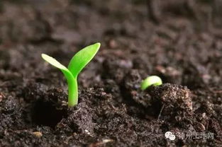 自留地的权属如何确定