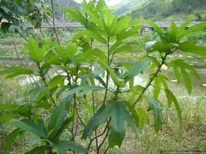 看好这种“树根”,它是价值珍贵的“广东人参”,别让外人挖走