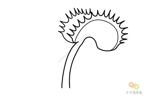 捕蝇草简笔画二年级，捕蝇草简笔画三年级