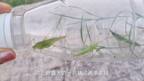 【蝈蝈儿】的意思是什么?【蝈蝈儿】是什么意思?