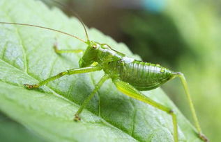 蝈蝈儿的叫声，蝈蝈儿吃什么东西好