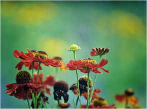 并怡然自乐的上一句怎么读，并怡然自乐的意思