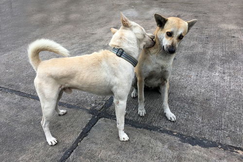 一什么狗填量词一个，一什么狗填量词一年级