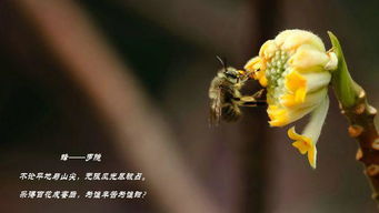蜂古诗意思