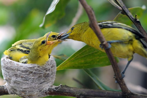 鸣组词100个，鸣组词拼音