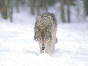 狼的资料简介500字，狼的资料卡