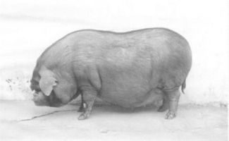 成华猪肉特点?成华猪肉多少钱一斤?