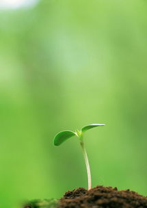 嫩芽造句二年级下册，嫩芽造句一年级