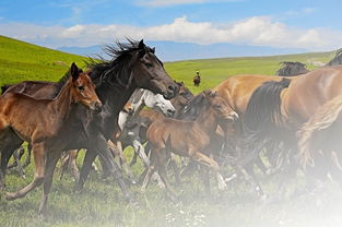 军马为什么要阉掉呢?