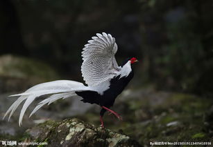 白雉是几级保护动物，白雉是什么意思