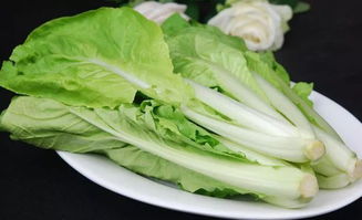 洋白菜种植方法和时间是怎么样的?