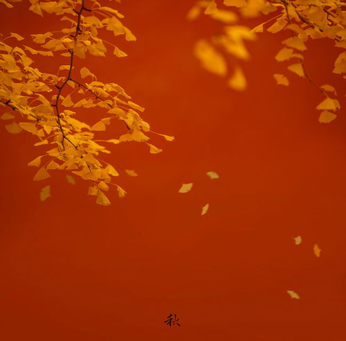 金秋的拼音，金秋是什么意思