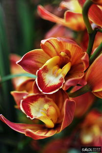 兰香子，兰香缘TXT百度云