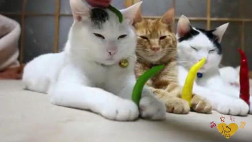 加菲猫3电影什么时候出，加菲猫动画片