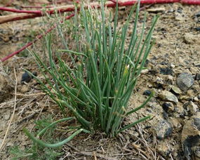 沙葱的功效与作用，沙葱是哪里的特产