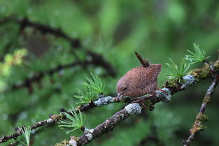 鹁鸪的拼音怎么读，鹁鸪的拼音怎么写的拼音