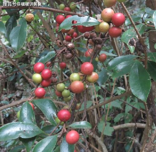 酸藤果的药用价值是什么,究竟什么是酸藤果呢?