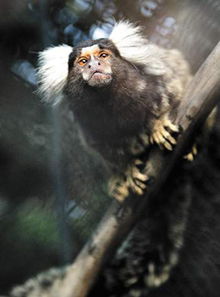 狨猴是几级保护动物，狨猴怎么读