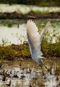 白鹭上青天是什么意思，白鹭上青天是哪首诗