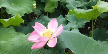 绿水青山荷花50和100区别