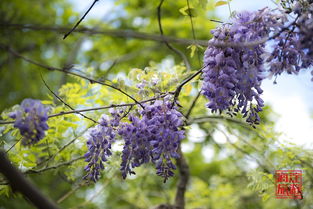 紫藤花下话匆匆什么意思，紫藤花下话匆匆