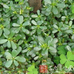 马齿苋是什么样子图片，马齿苋是什么菜的图片