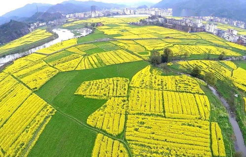 荷花绿水青山哪里有卖，荷花绿水青山好抽吗