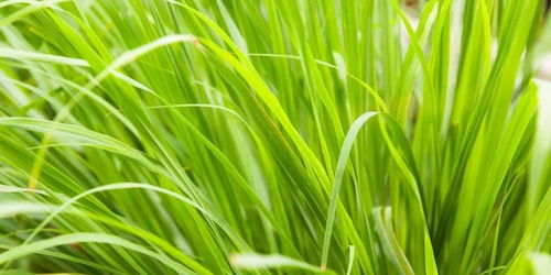 lemongrass是什么意思，lemongrass tea