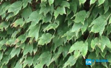 爬山虎的脚作者是谁叶圣陶，爬山虎的脚作者是谁蟋蟀的住宅作者是谁