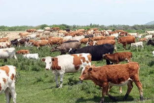 老上海驴皮胶是真的吗