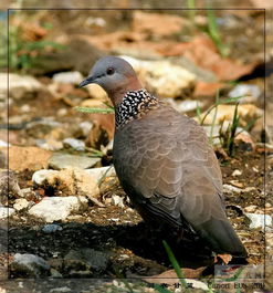 鹁鸪怎么读音是什么