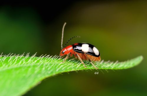 狗的量词,用“只”还是“条”