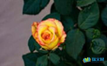 玫瑰花作文200字三年级，玫瑰花作文200字优秀作文