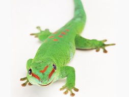 蜥蜴的拼音怎么拼写，蜥蜴的拼音和意思