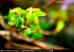 树木吐出点点嫩芽造句