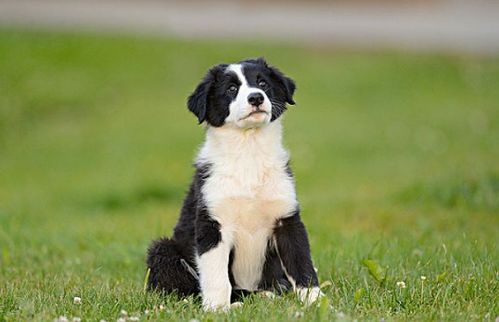 puppy怎么读发音语音，toy puppy怎么读