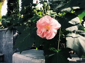 拒霜花的花语是什么，和陈述古拒霜花