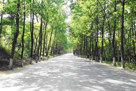 荫蔽的拼音，荫蔽与阴蔽的区别