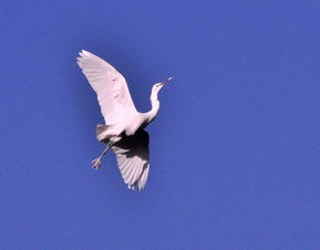 一行白鹭上青天的全诗