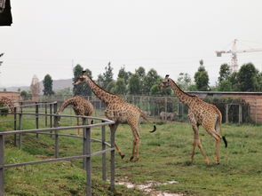 寮步香市动物园好玩吗，寮步香市动物园门票在线预订