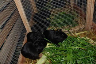 黑豚养殖技术一本通，黑豚养殖技术视频