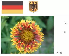 世界各国的国花是什么花，世界各国的国花名字